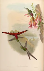 Cometes sparganurus = Sappho sparganura